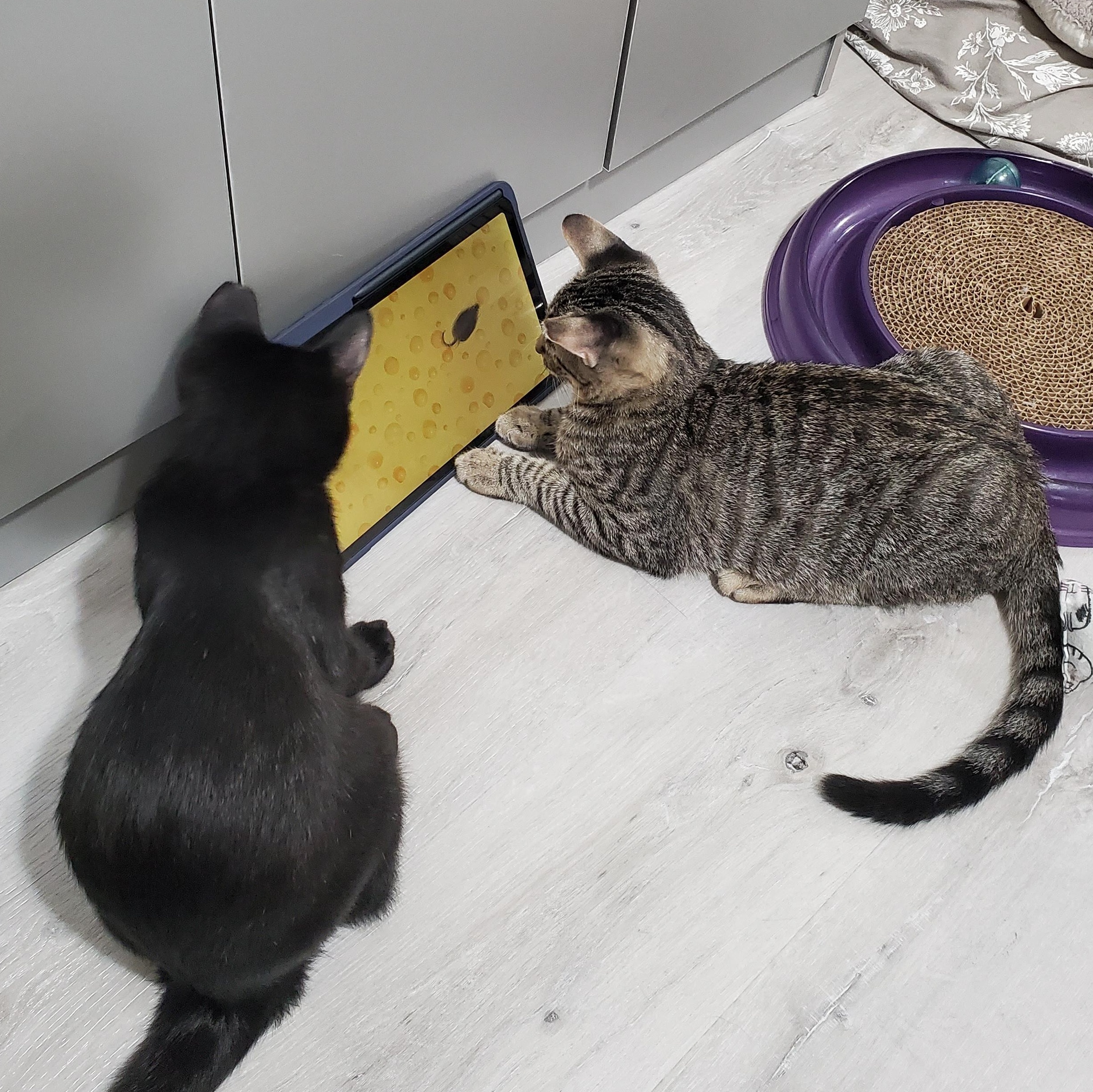 Enlarge Oscar & Arthur, a Adoptable Domestic Short Hair in San Jose, CA image 6/6