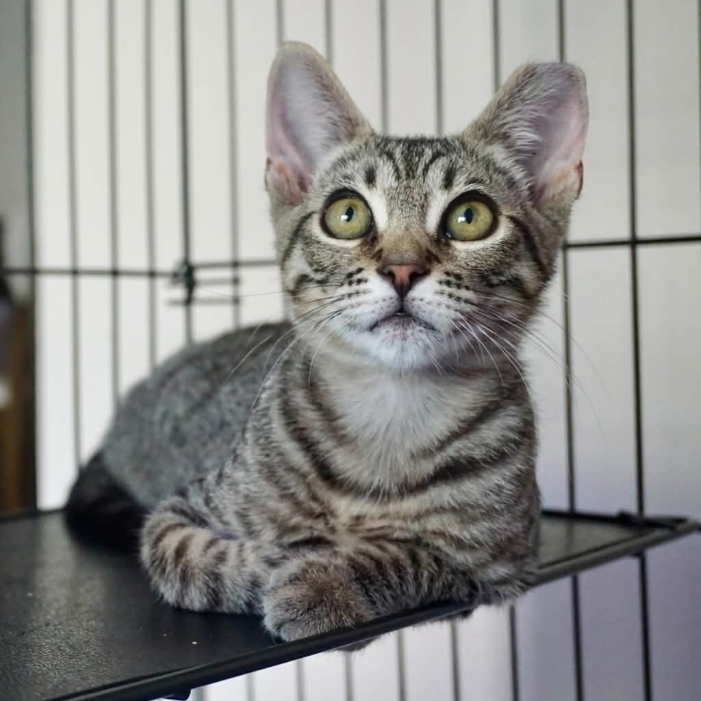Oscar & Arthur, a Adoptable Domestic Short Hair in San Jose, CA image 3/6