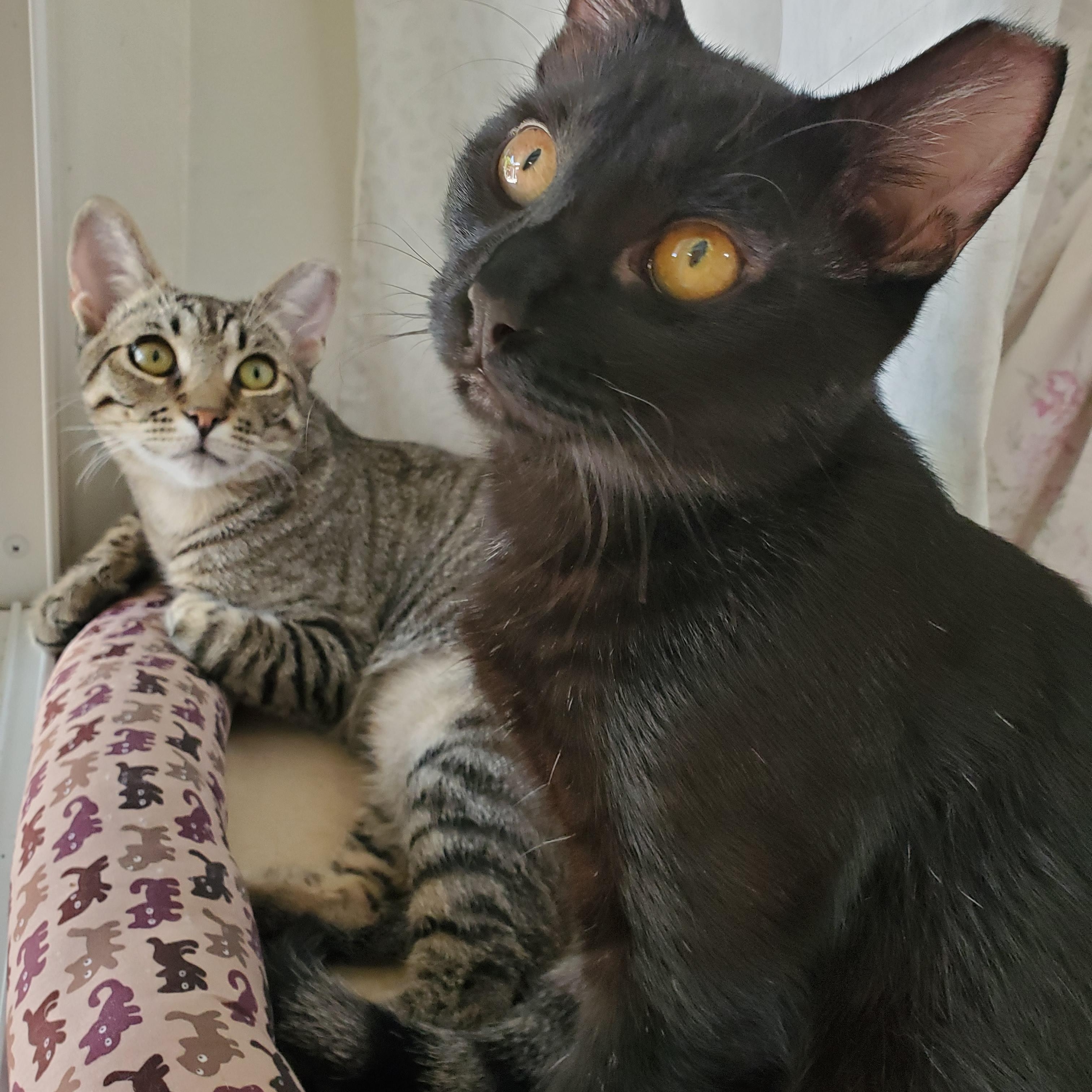 Enlarge Oscar & Arthur, a Adoptable Domestic Short Hair in San Jose, CA image 1/6