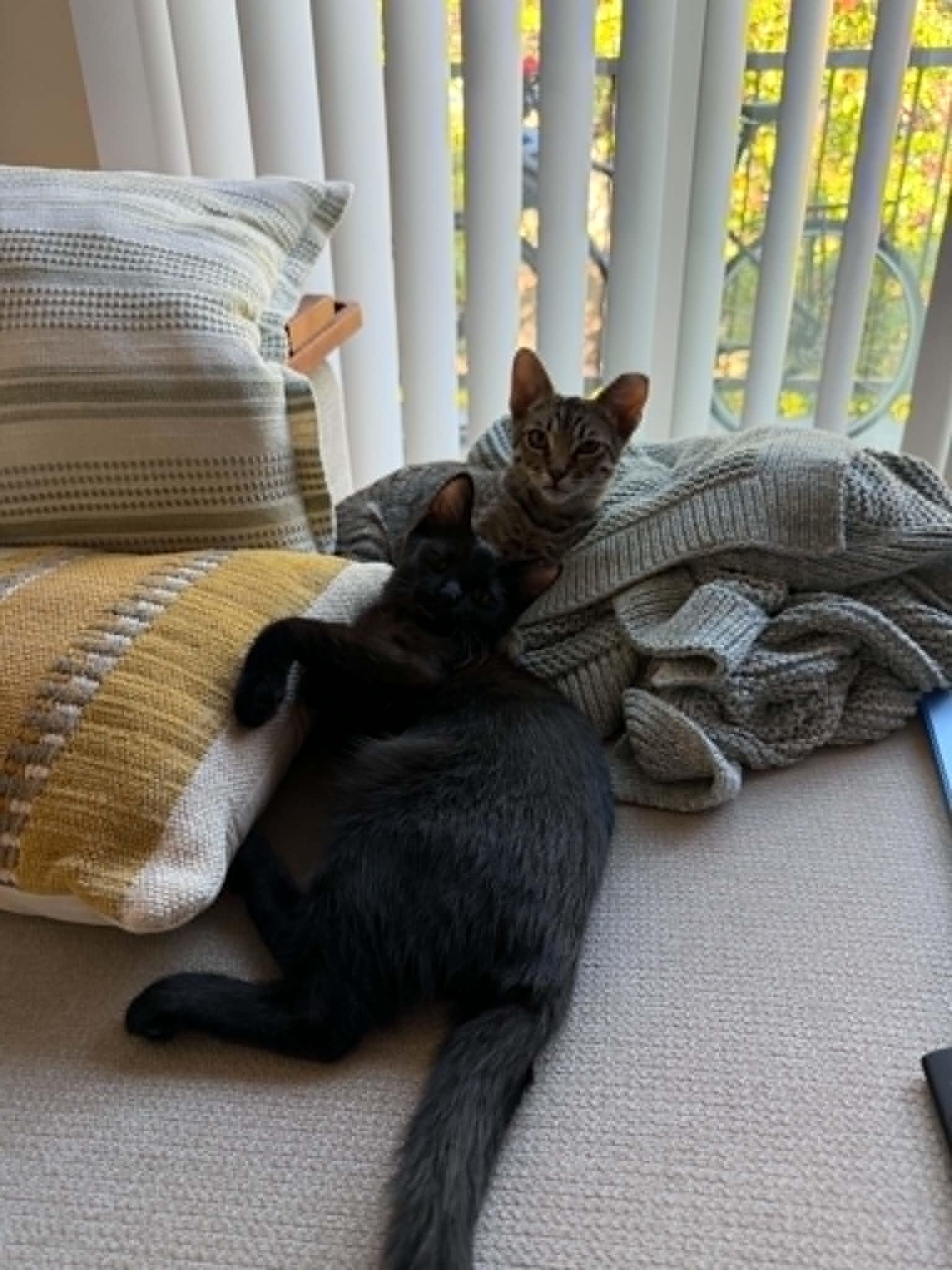 Oscar & Arthur, a Adoptable Domestic Short Hair in San Jose, CA image 6/6