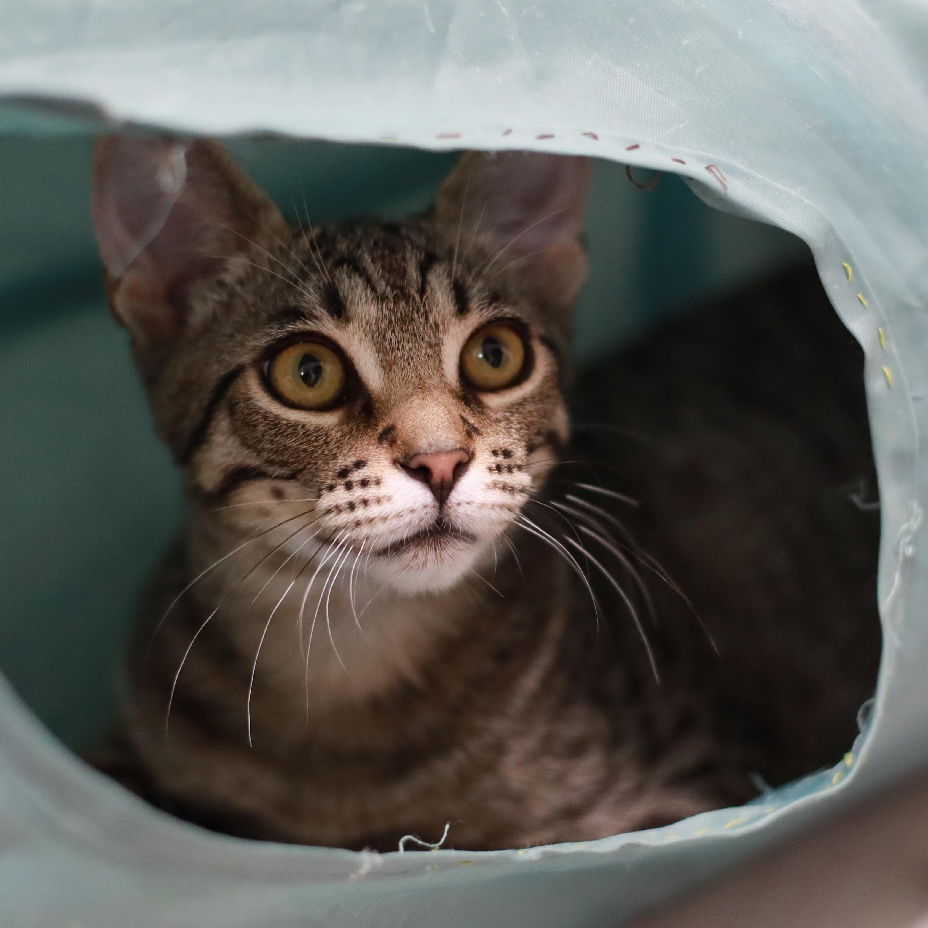Enlarge Oscar & Arthur, a Adoptable Domestic Short Hair in San Jose, CA image 3/6
