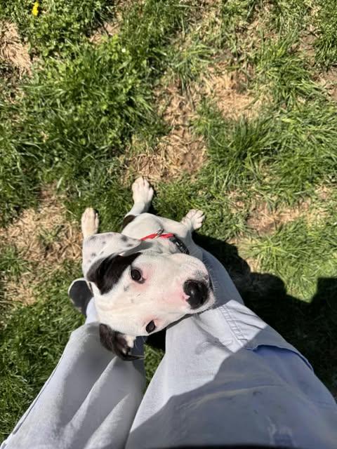 Spot