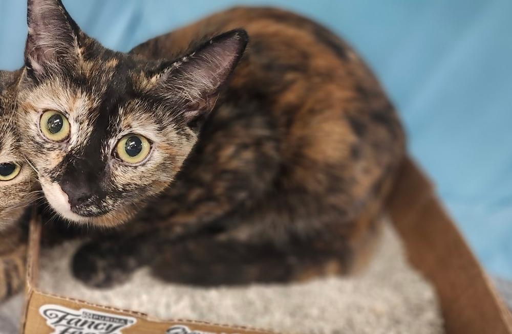 CocoPuff, Adoptable, Kitten Female Domestic Short Hair.
