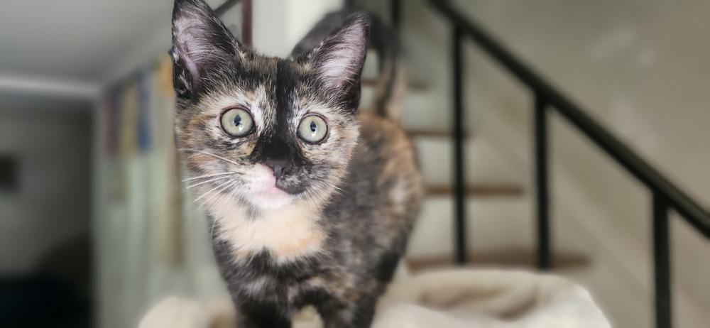 CocoPuff, Adoptable, Kitten Female Domestic Short Hair.