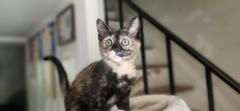 CocoPuff, a Adoptable Domestic Short Hair in Henrico, VA image 2/3