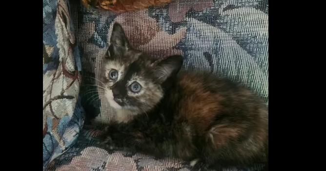 CocoPuff, a Adoptable Domestic Short Hair in Henrico, VA image 3/3