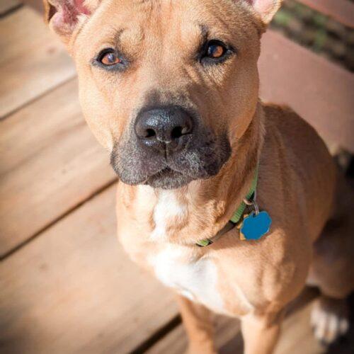Molly, Adoptable, Adult Female Pit Bull Terrier & German Shepherd Dog.