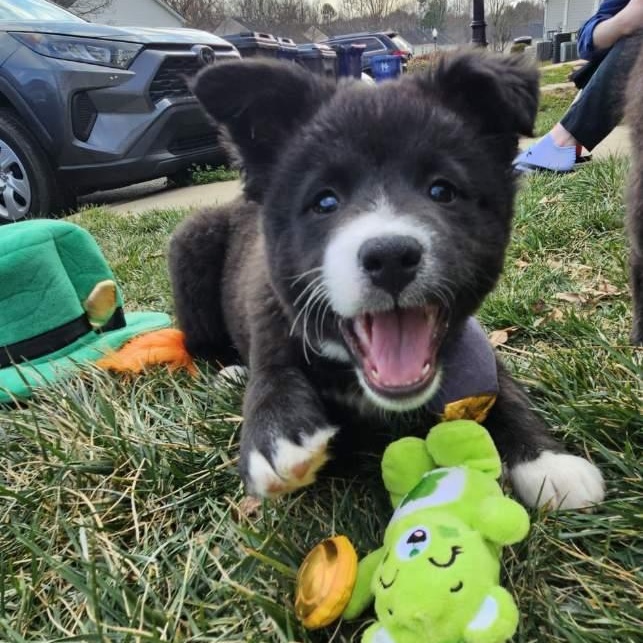 Sparrow, ADOPTABLE, Puppy Male Border Collie & Chow Chow.