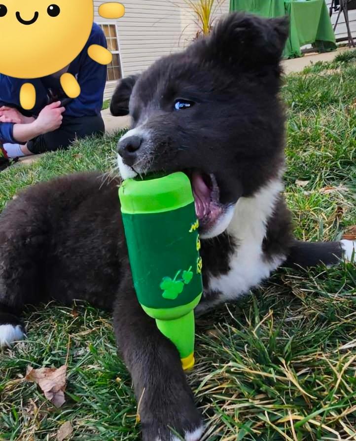 Sparrow — thumbnail 2