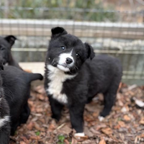 Enlarge Sparrow, a ADOPTABLE mixed breed in Concord, NC image 6/6