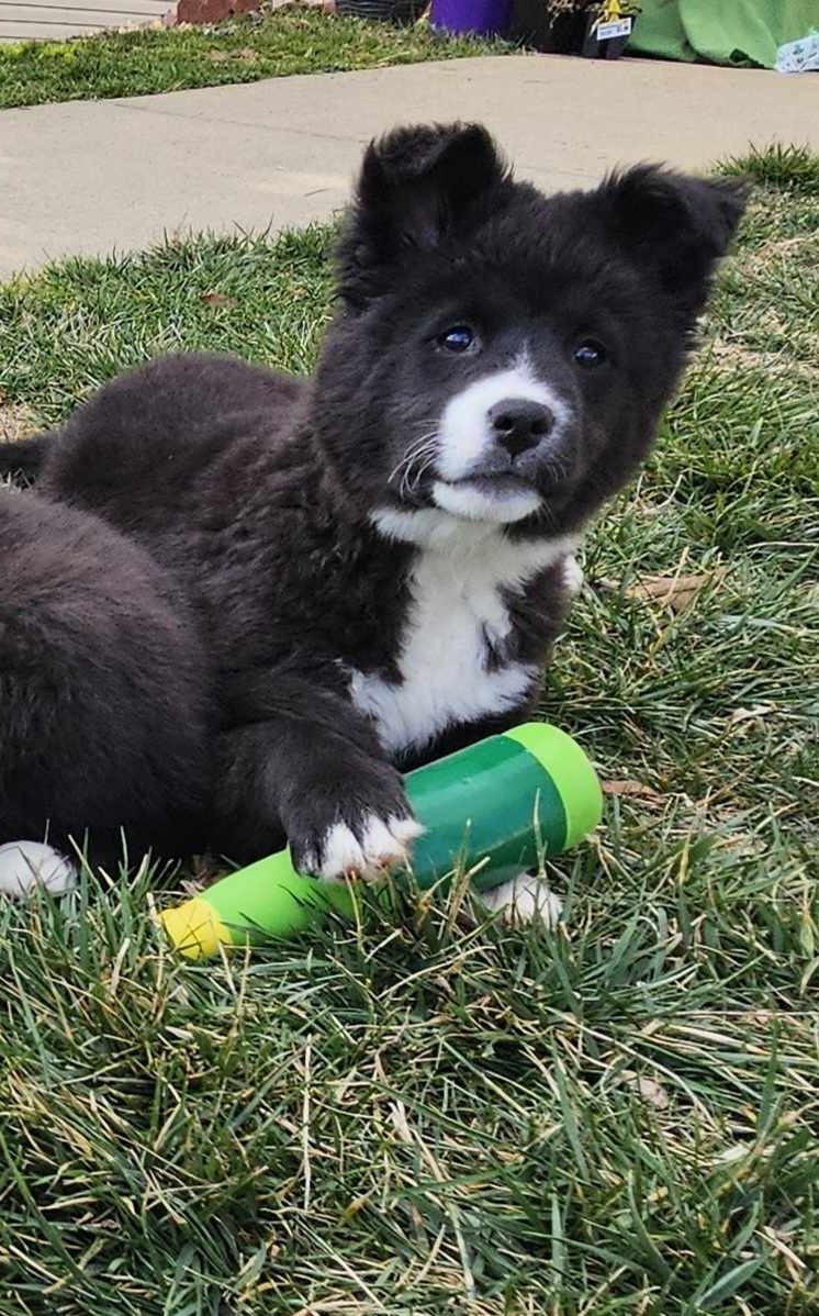 Enlarge Sparrow, a ADOPTABLE mixed breed in Concord, NC image 5/6