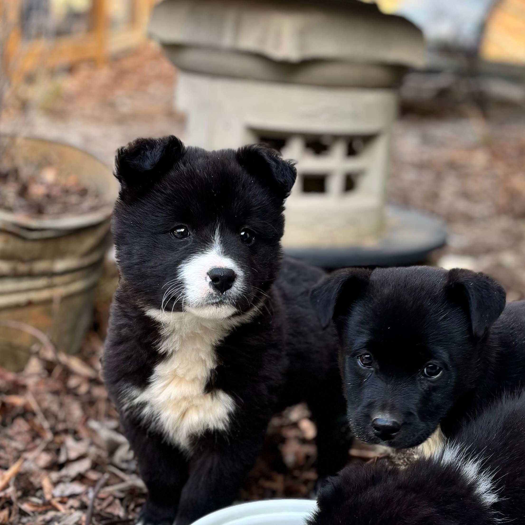 Sparrow — thumbnail 5