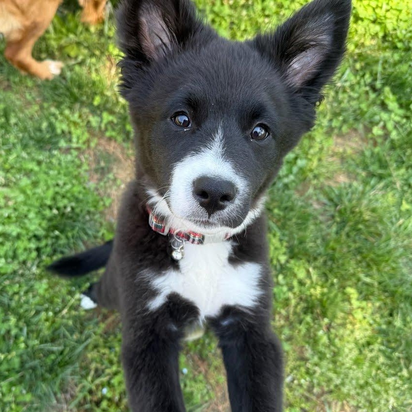 Sparrow, ADOPTABLE, Puppy Male Border Collie & Great Pyrenees.