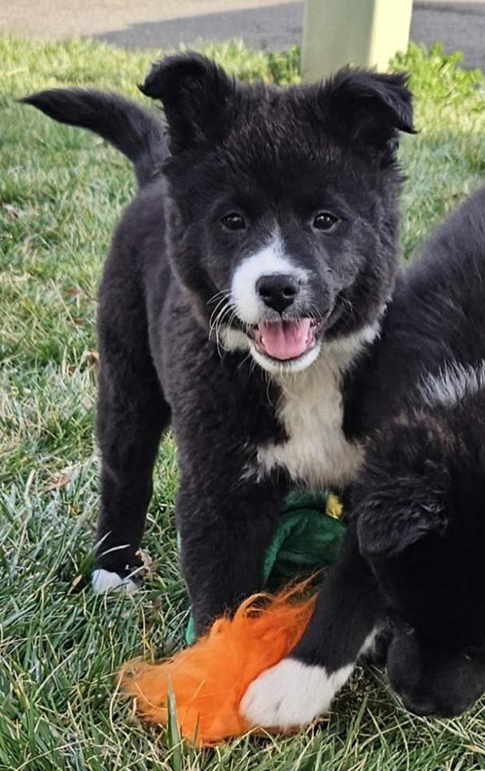 Enlarge Sparrow, a ADOPTABLE mixed breed in Concord, NC image 3/6