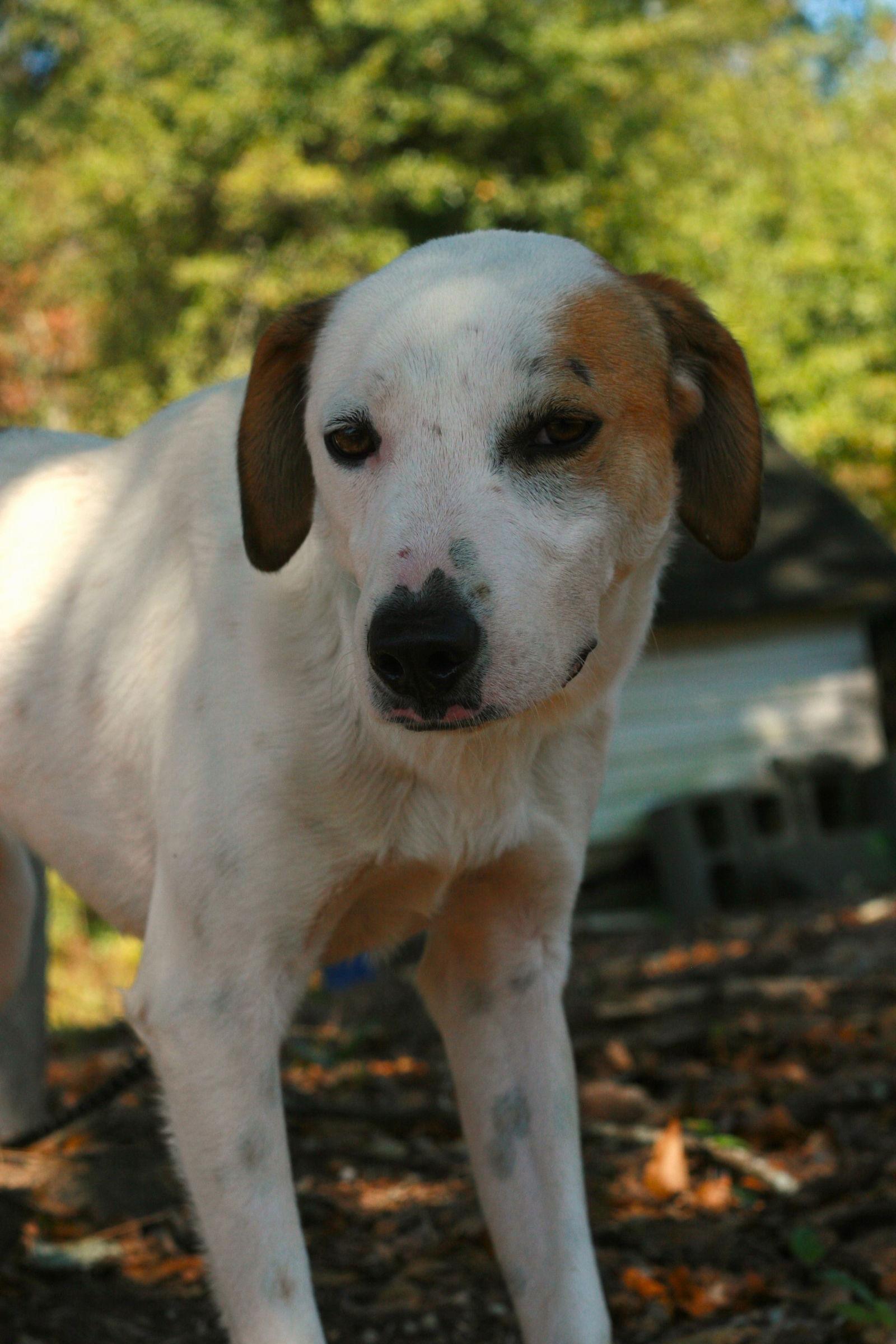 Enlarge DJ, a Adoptable mixed breed in Attalla, AL image 1/3