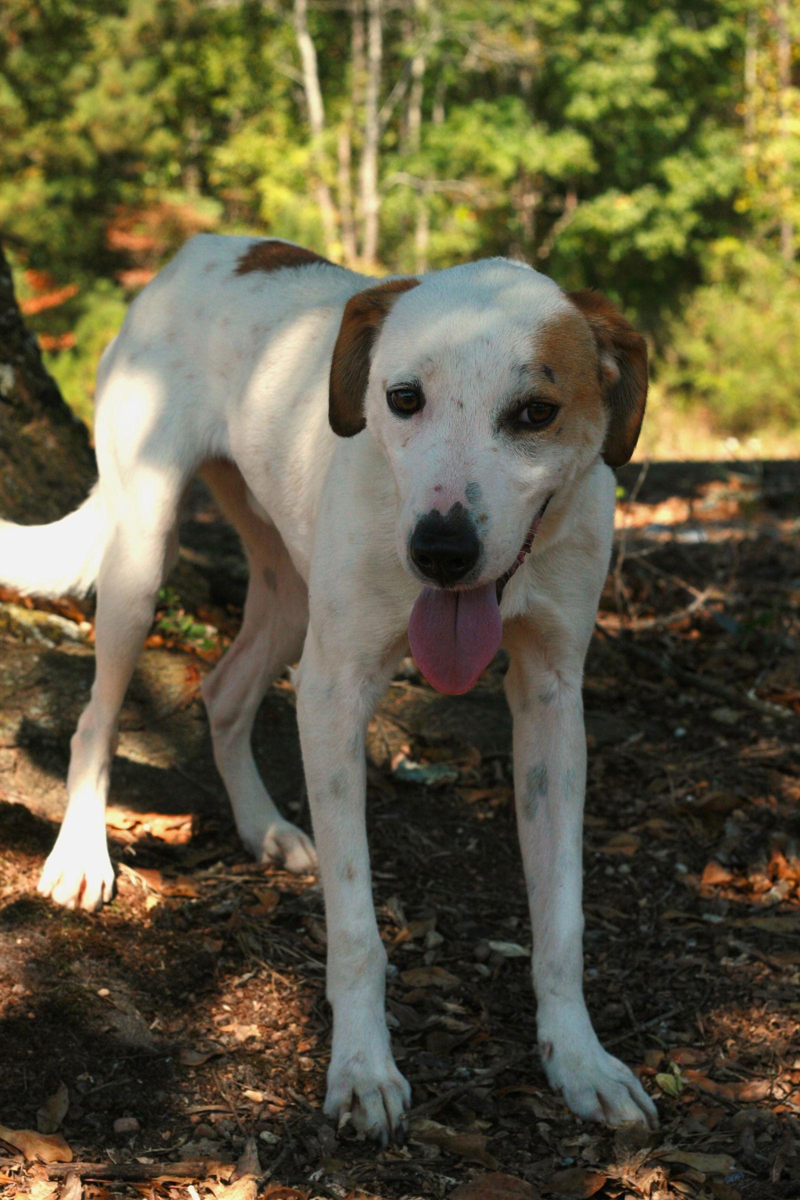 Enlarge DJ, a Adoptable mixed breed in Attalla, AL image 2/3
