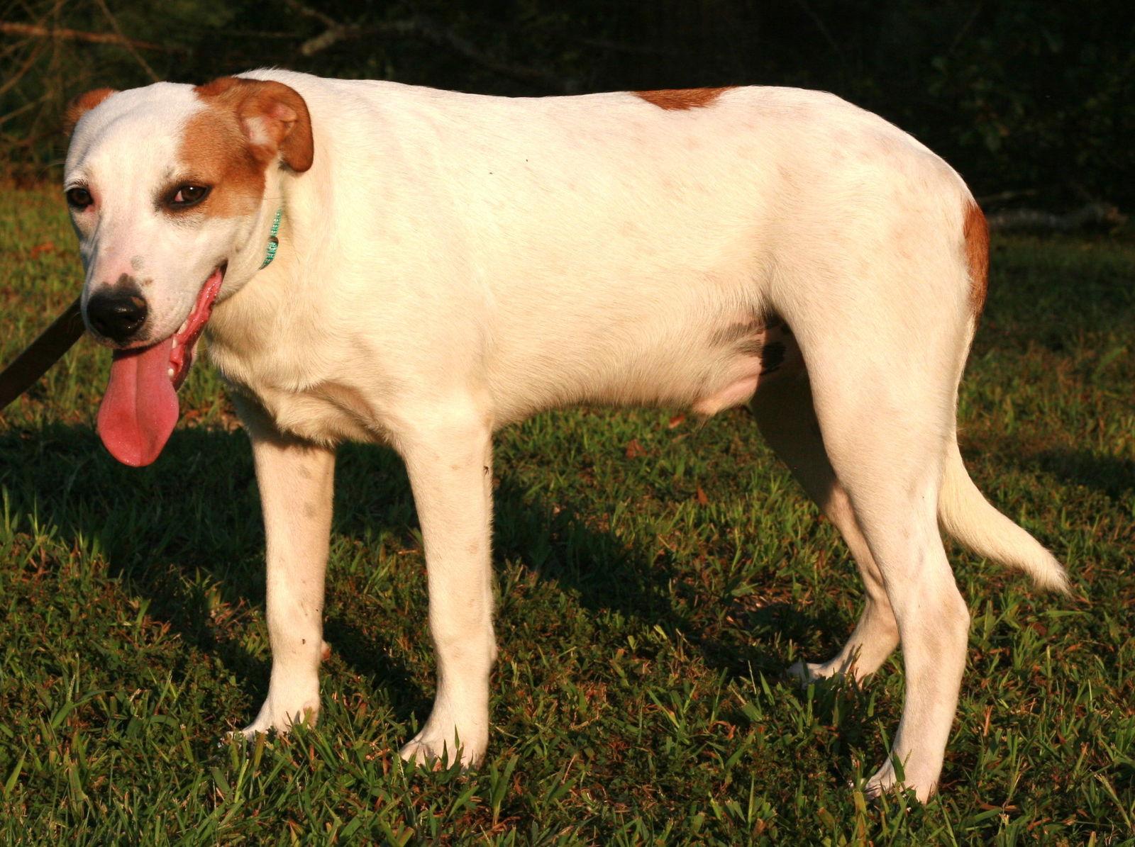 Enlarge DJ, a Adoptable mixed breed in Attalla, AL image 3/3