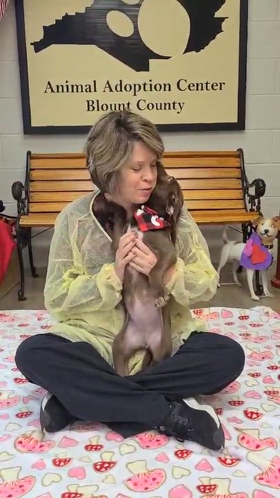 Enlarge Lulu, a ADOPTABLE mixed breed in Woolwich, ME video 2/3