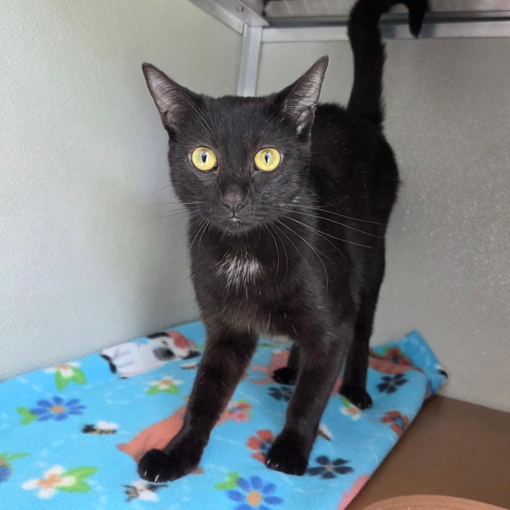 Frida Khalo, Adoptable, Young Female Domestic Short Hair.