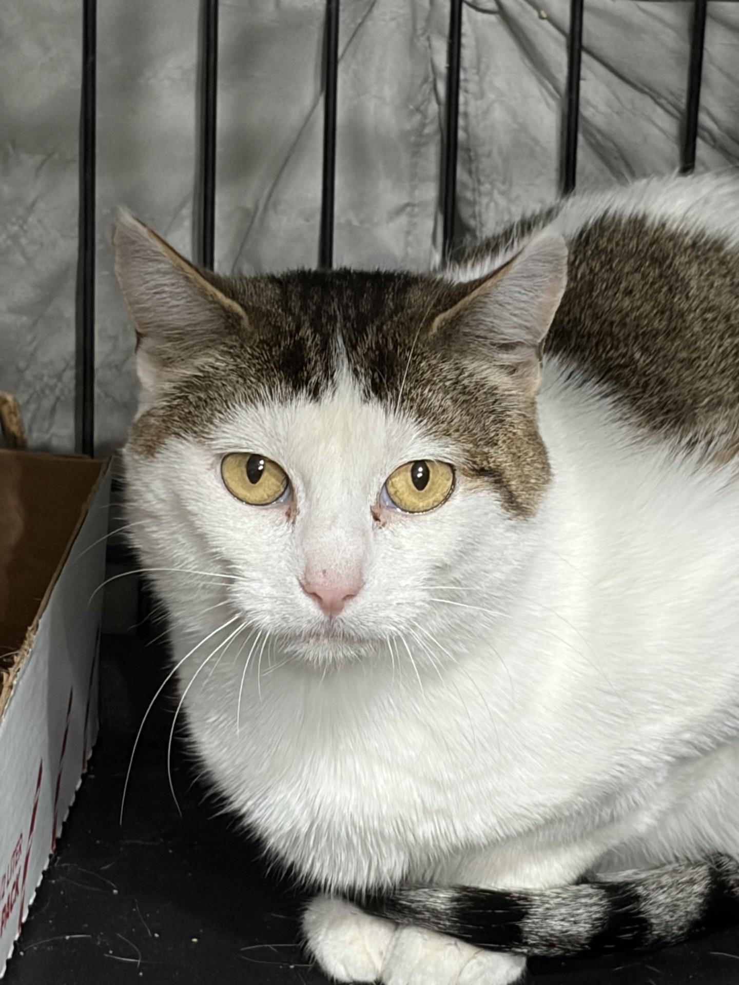 Enlarge Elsa, a ADOPTABLE Domestic Short Hair in Westfield, MA image 1/1