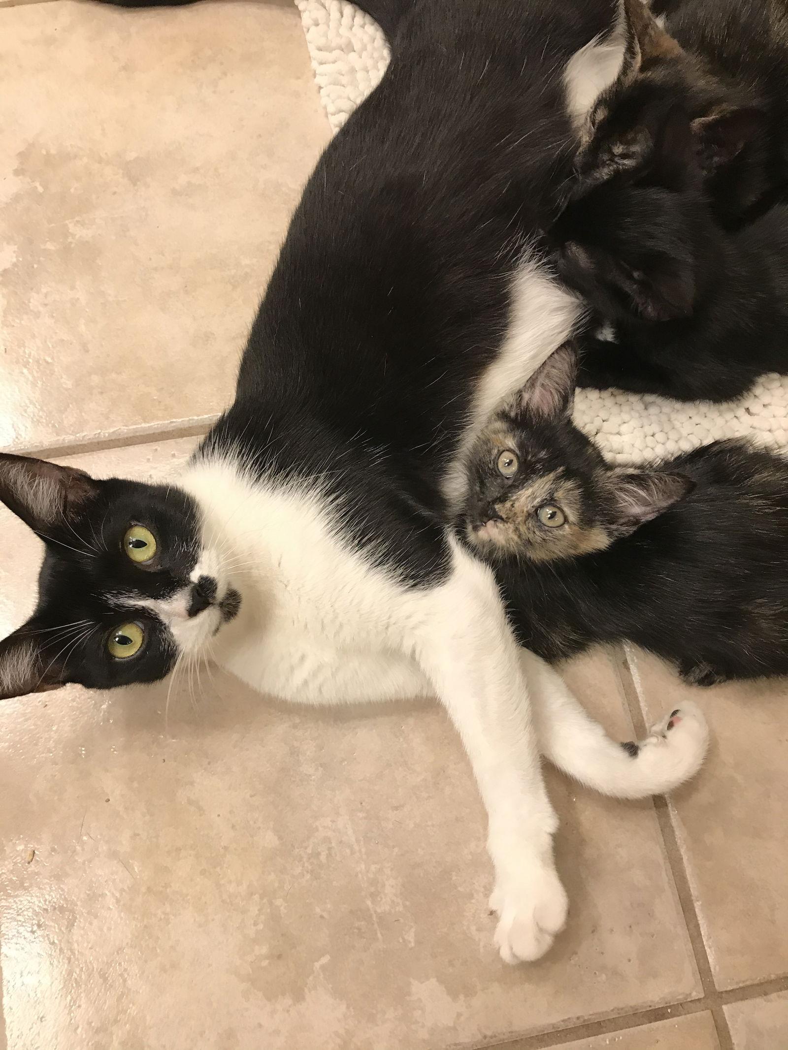 Achusia, Adopted, Adult Female Tuxedo.