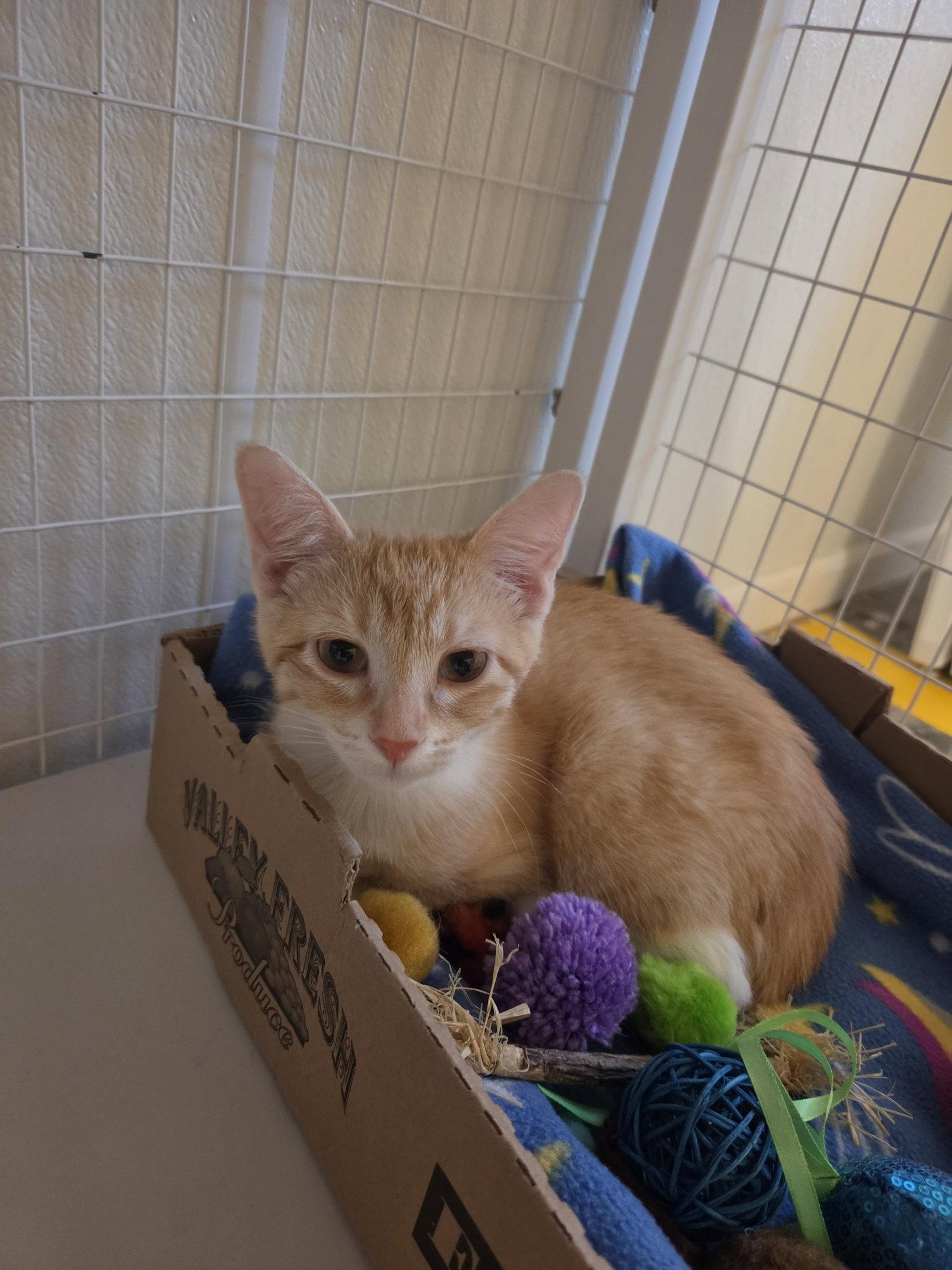 Jake, Adoptable, Young Male Domestic Short Hair.