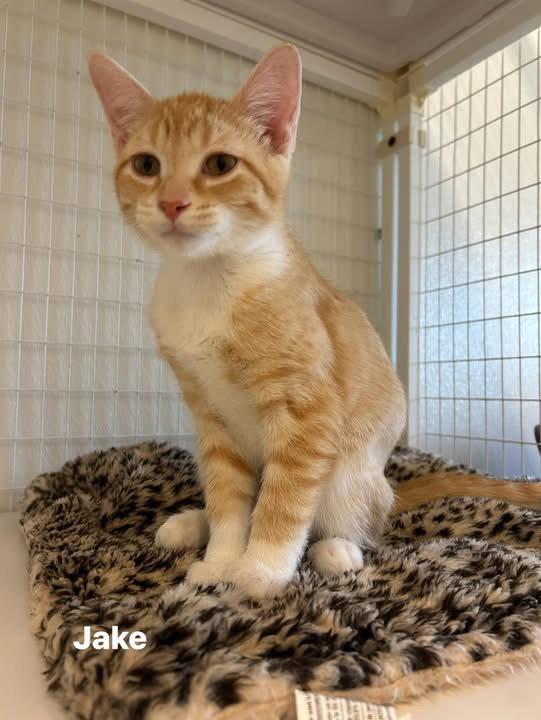 Enlarge Jake, a Adoptable Domestic Short Hair in Williamsburg, IA image 2/2