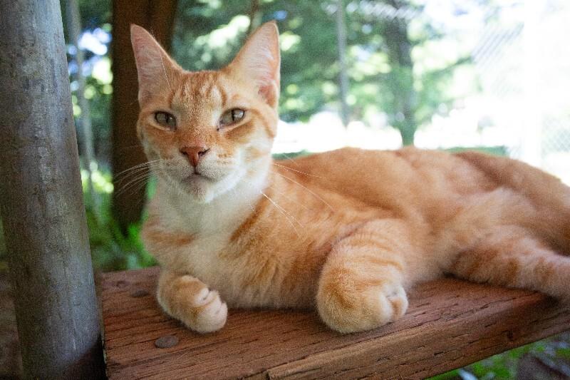 Gustav, a Adoptable Domestic Short Hair in Arlington, WA image 1/6