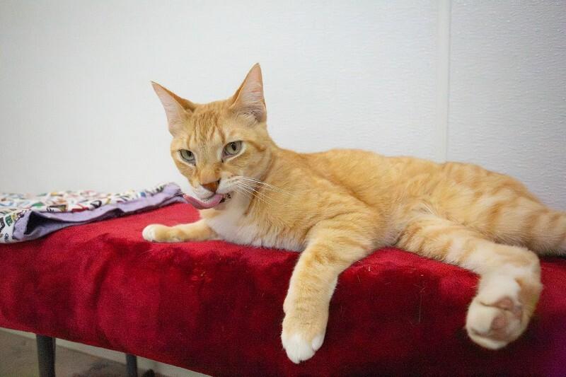 Gustav, Adoptable, Senior Male Domestic Short Hair.