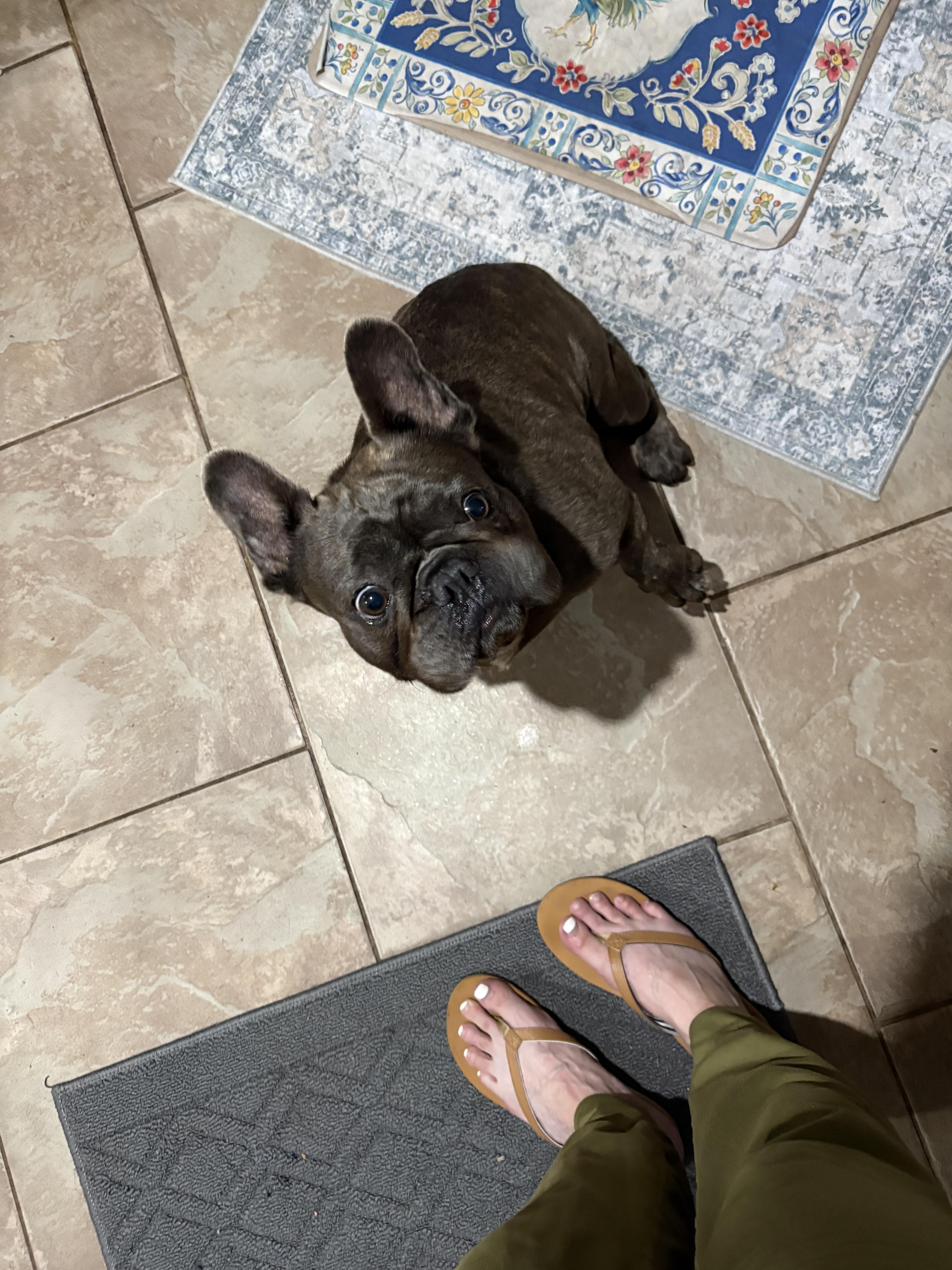 Enlarge Bruno, a Adopted French Bulldog in Lakeland, FL image 1/4