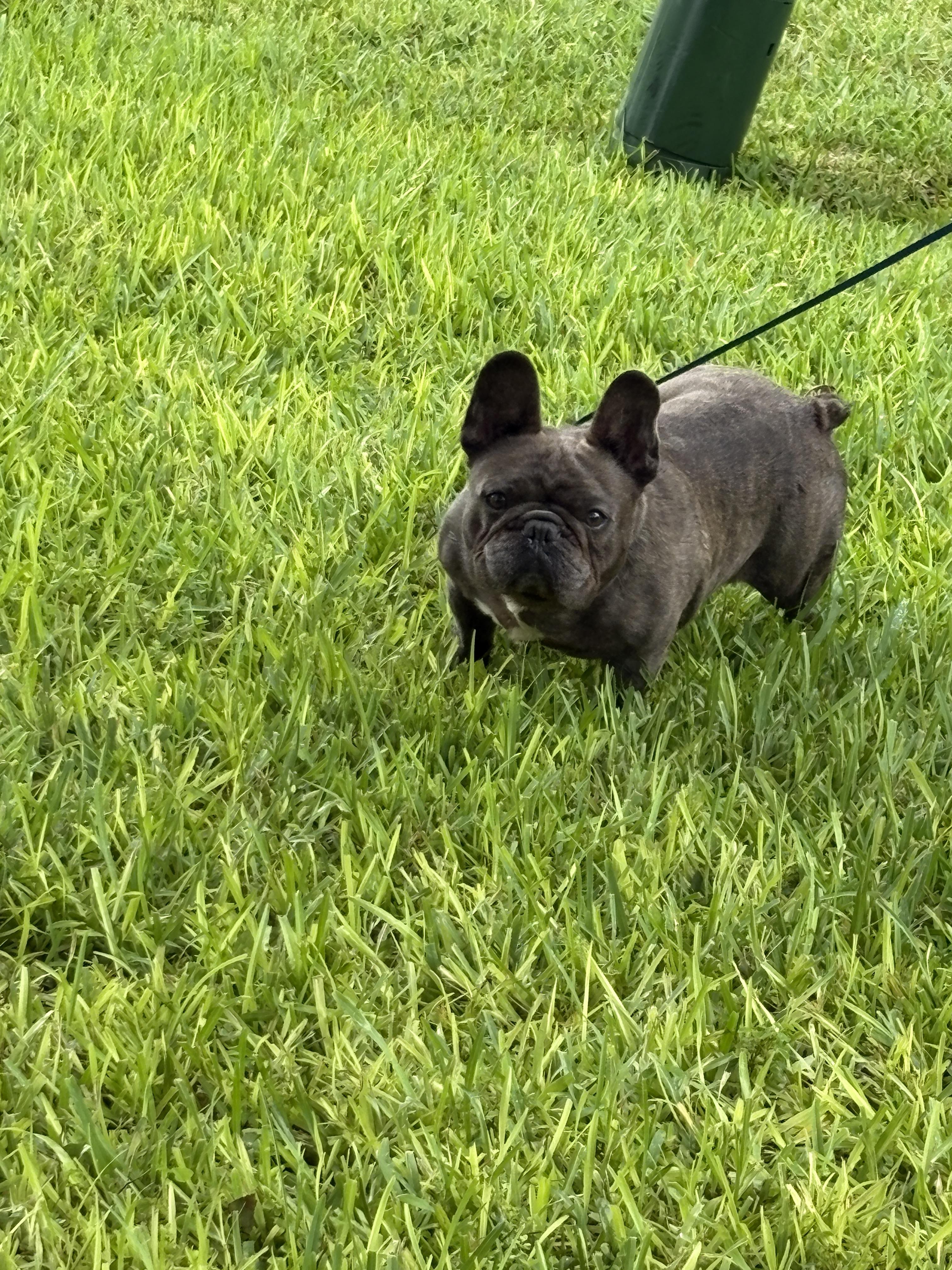 Enlarge Bruno, a Adopted French Bulldog in Lakeland, FL image 2/4