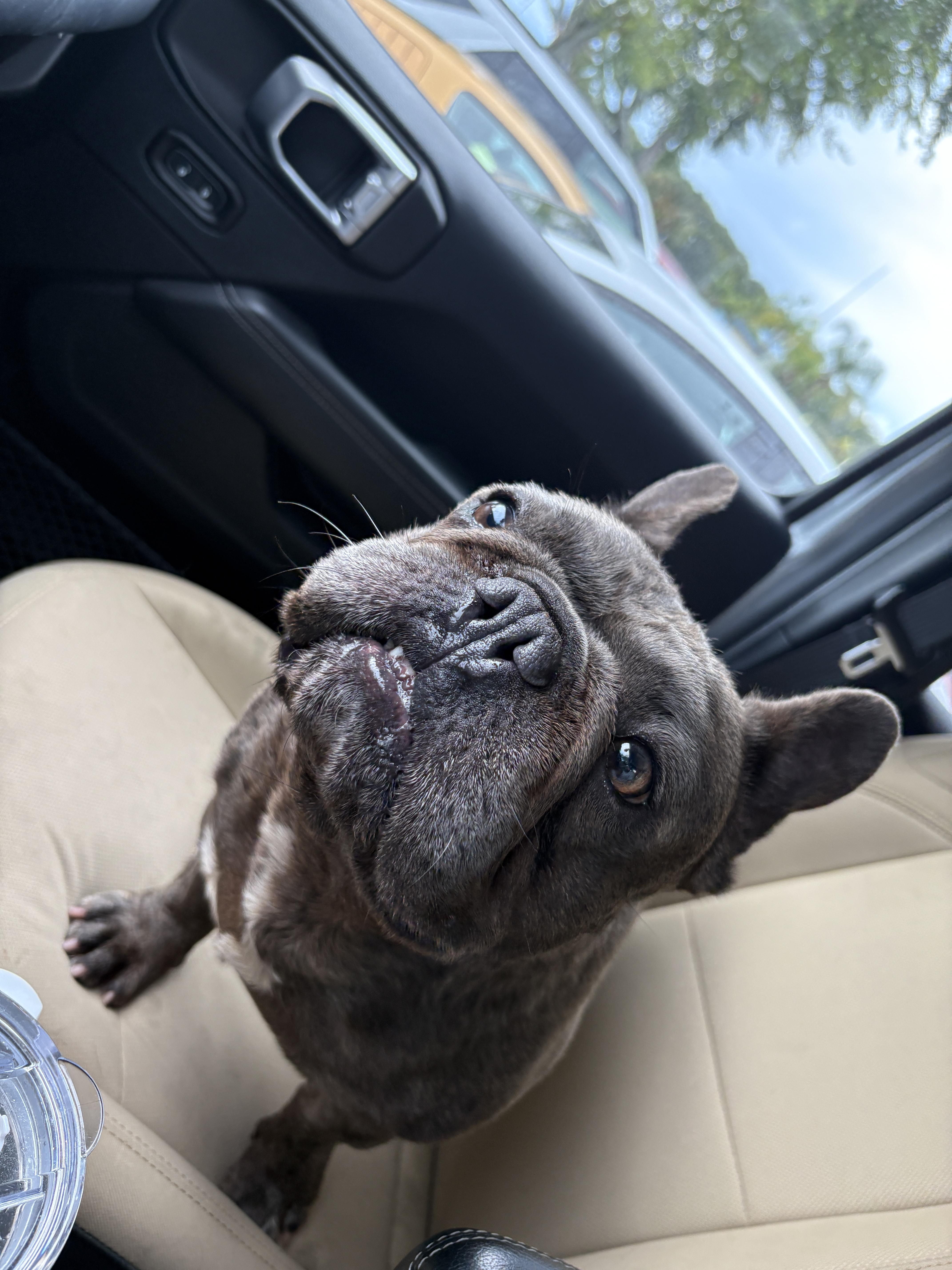 Enlarge Bruno, a Adopted French Bulldog in Lakeland, FL image 3/4