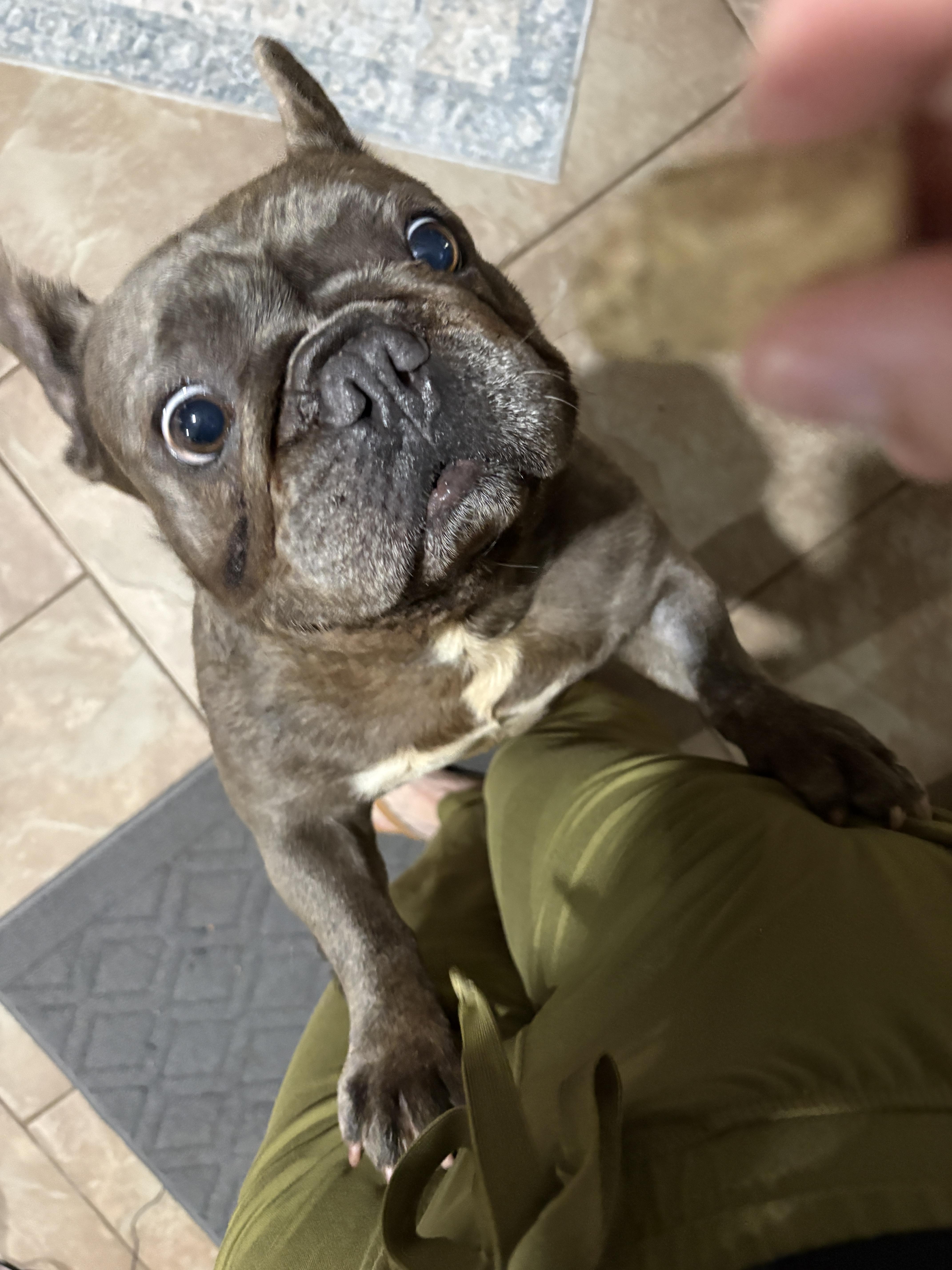 Enlarge Bruno, a Adopted French Bulldog in Lakeland, FL image 4/4