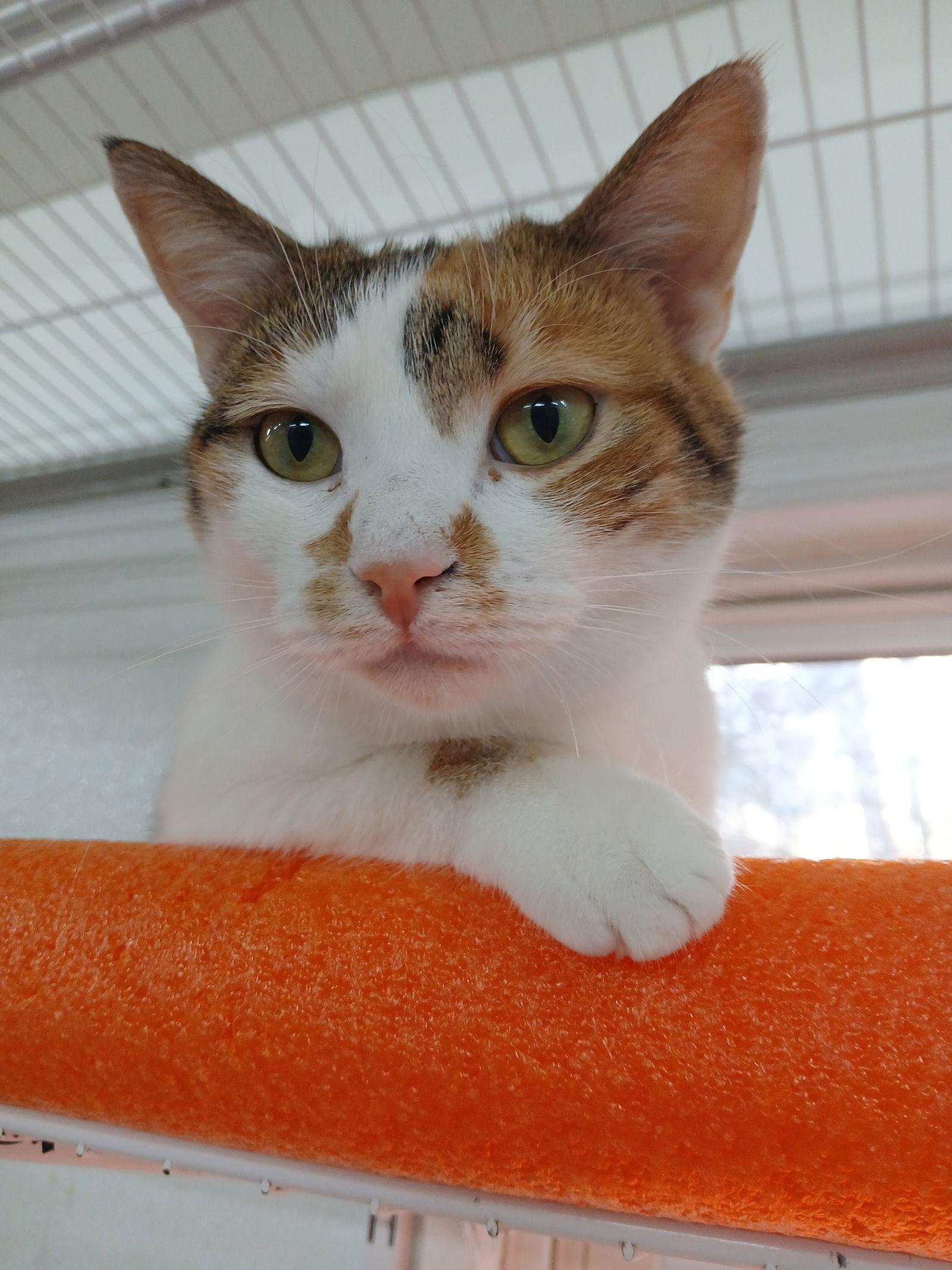 Jasmine, Adoptable, Young Female Domestic Short Hair.