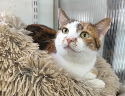 Enlarge Jasmine, a Adoptable Domestic Short Hair in Winton, NC image 2/3