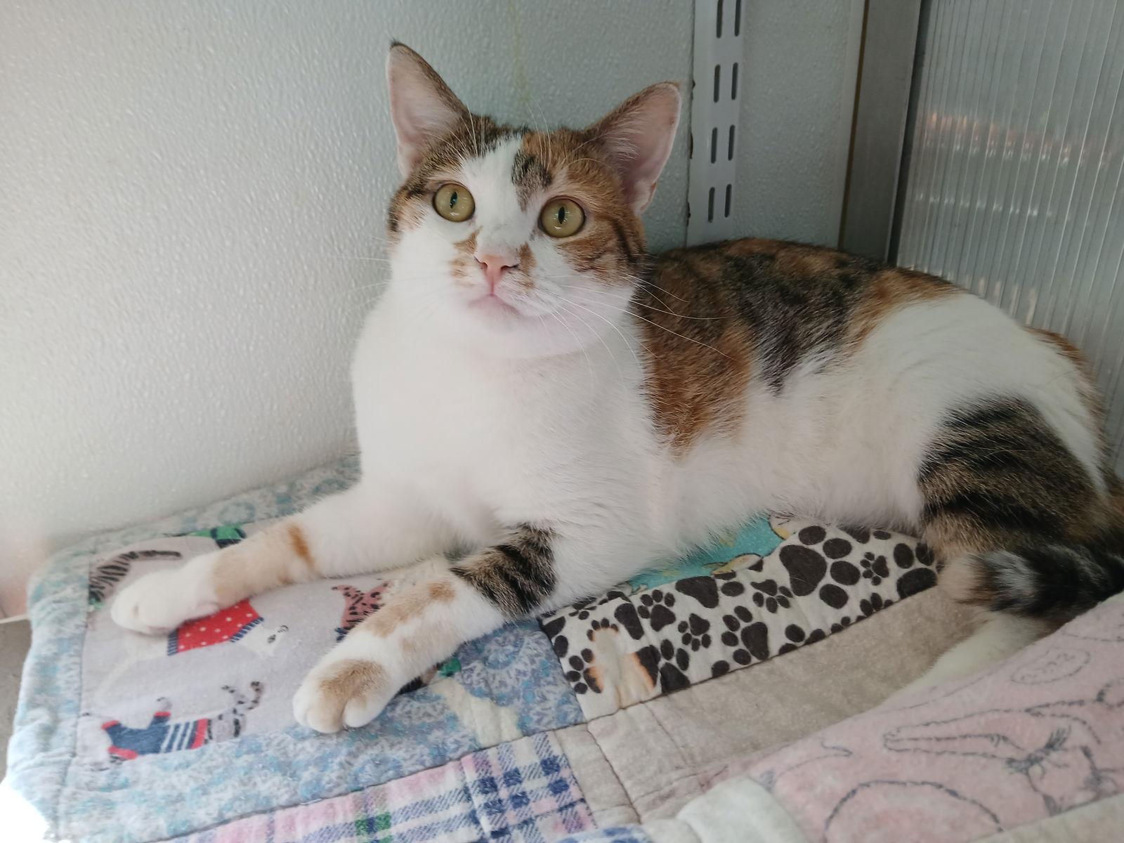 Enlarge Jasmine, a Adoptable Domestic Short Hair in Winton, NC image 3/3