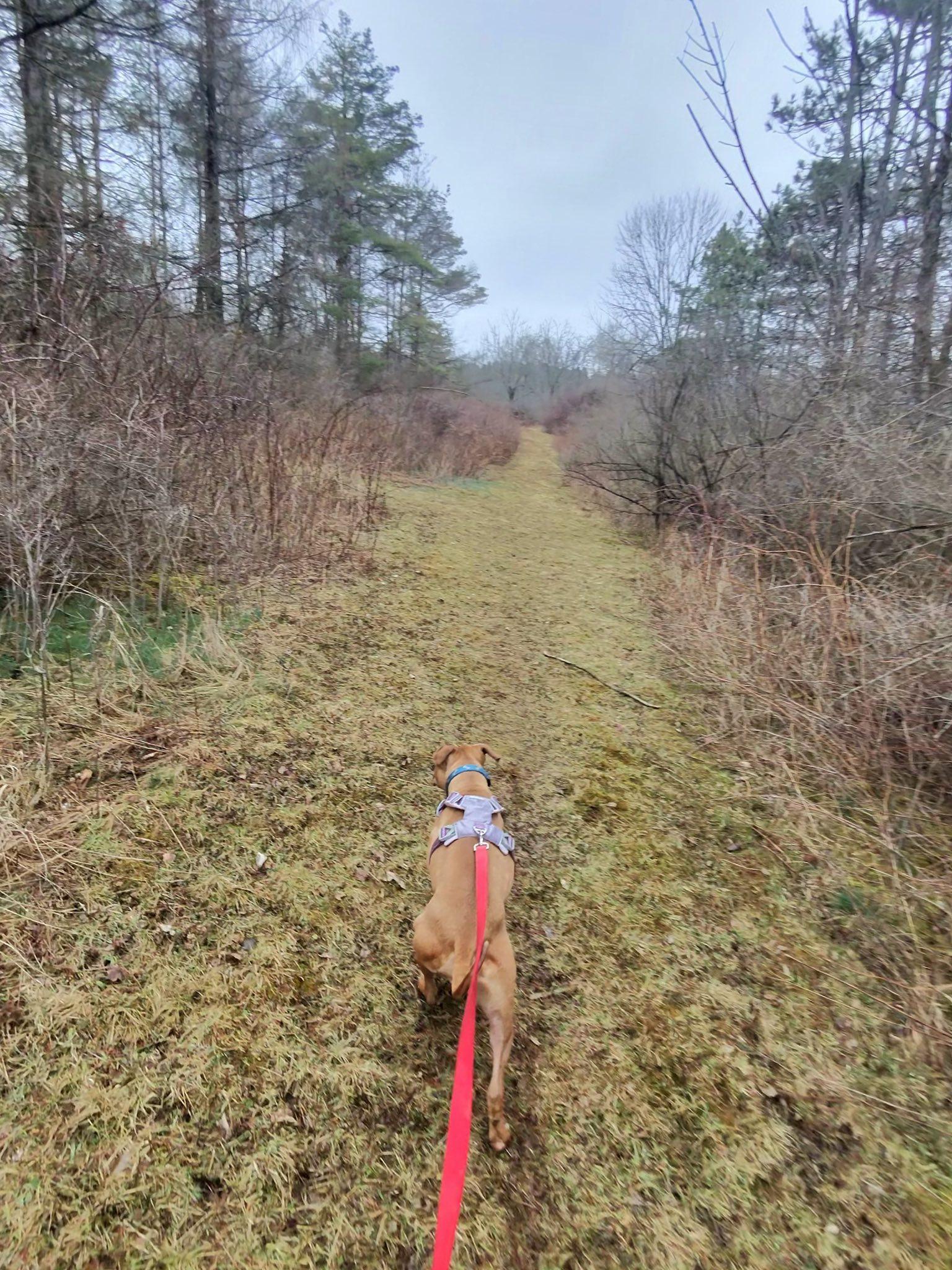 Enlarge Roxy, a ADOPTABLE mixed breed in Elmira, NY image 3/6