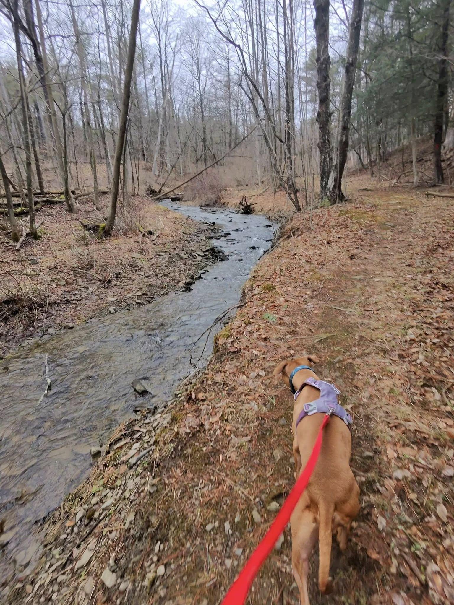 Enlarge Roxy, a ADOPTABLE mixed breed in Elmira, NY image 2/6
