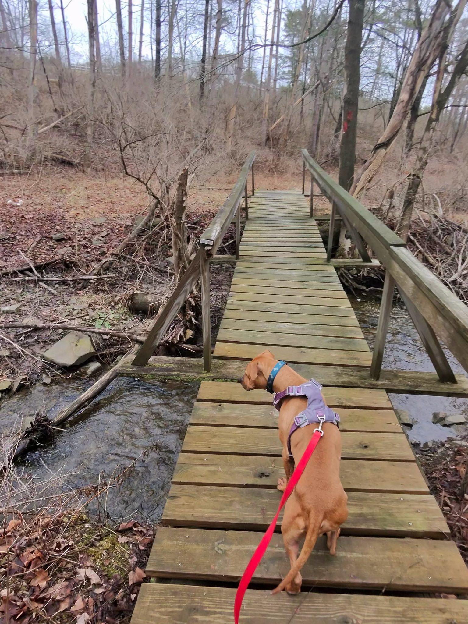 Enlarge Roxy, a ADOPTABLE mixed breed in Elmira, NY image 4/6