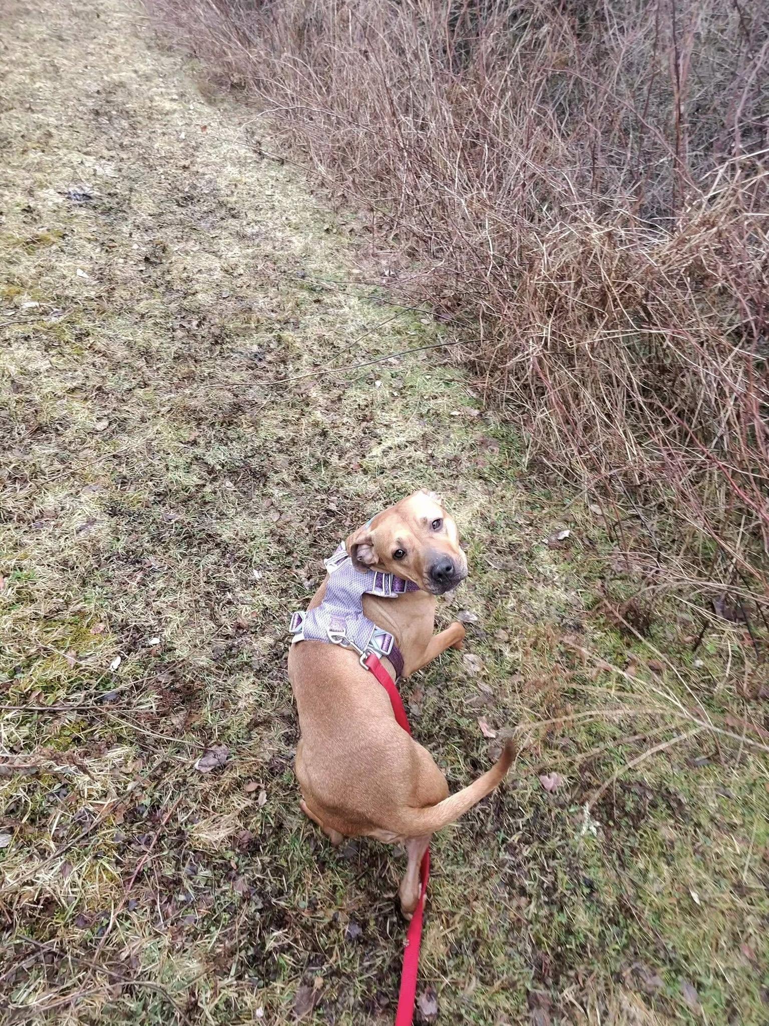 Enlarge Roxy, a ADOPTABLE mixed breed in Elmira, NY image 6/6