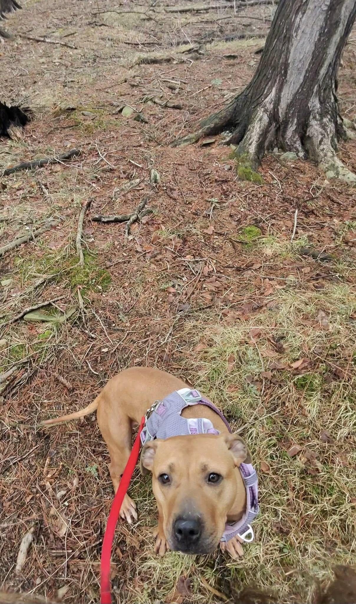 Roxy, ADOPTABLE, Adult Female Pit Bull Terrier.