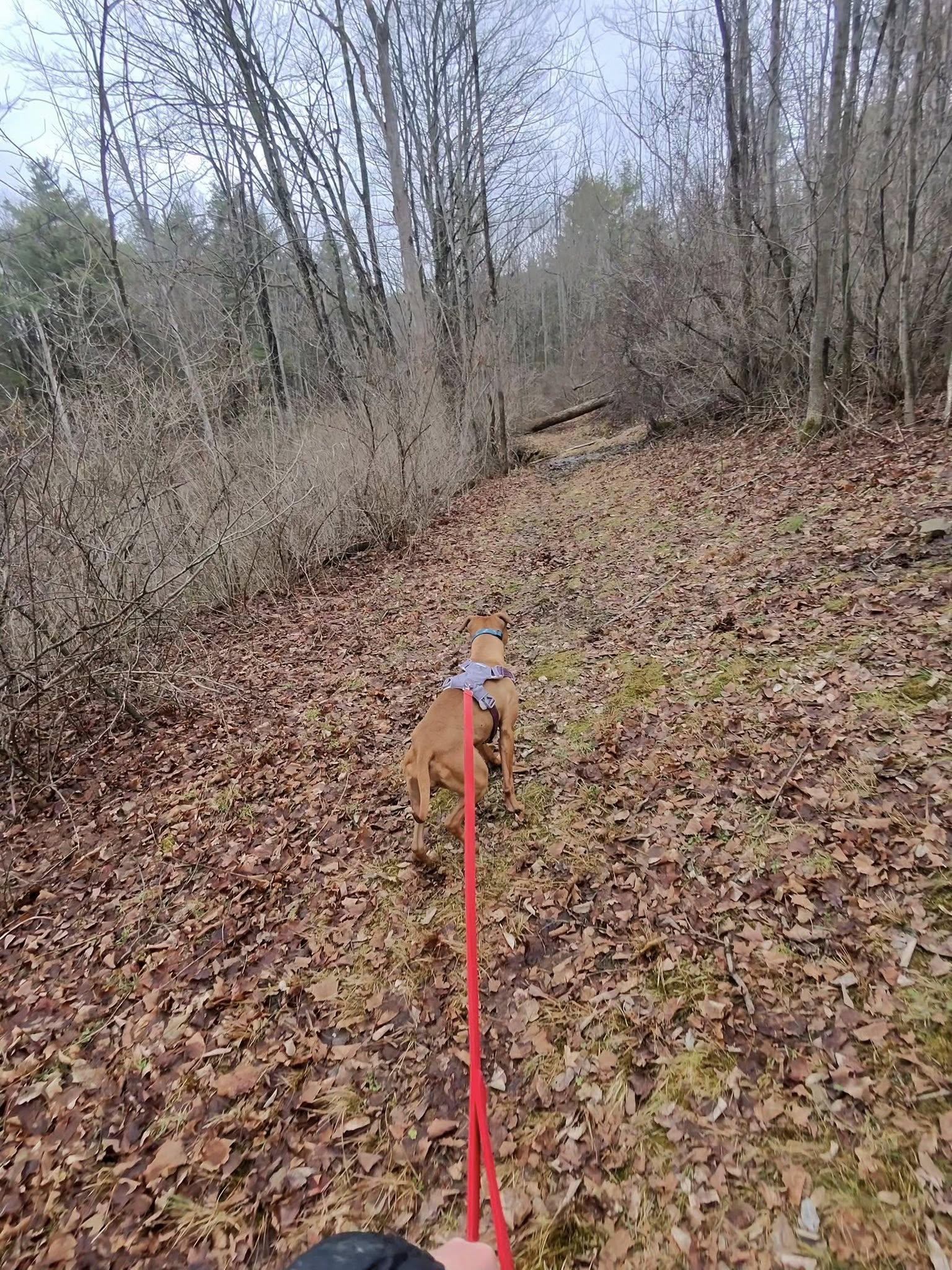 Enlarge Roxy, a ADOPTABLE mixed breed in Elmira, NY image 5/6