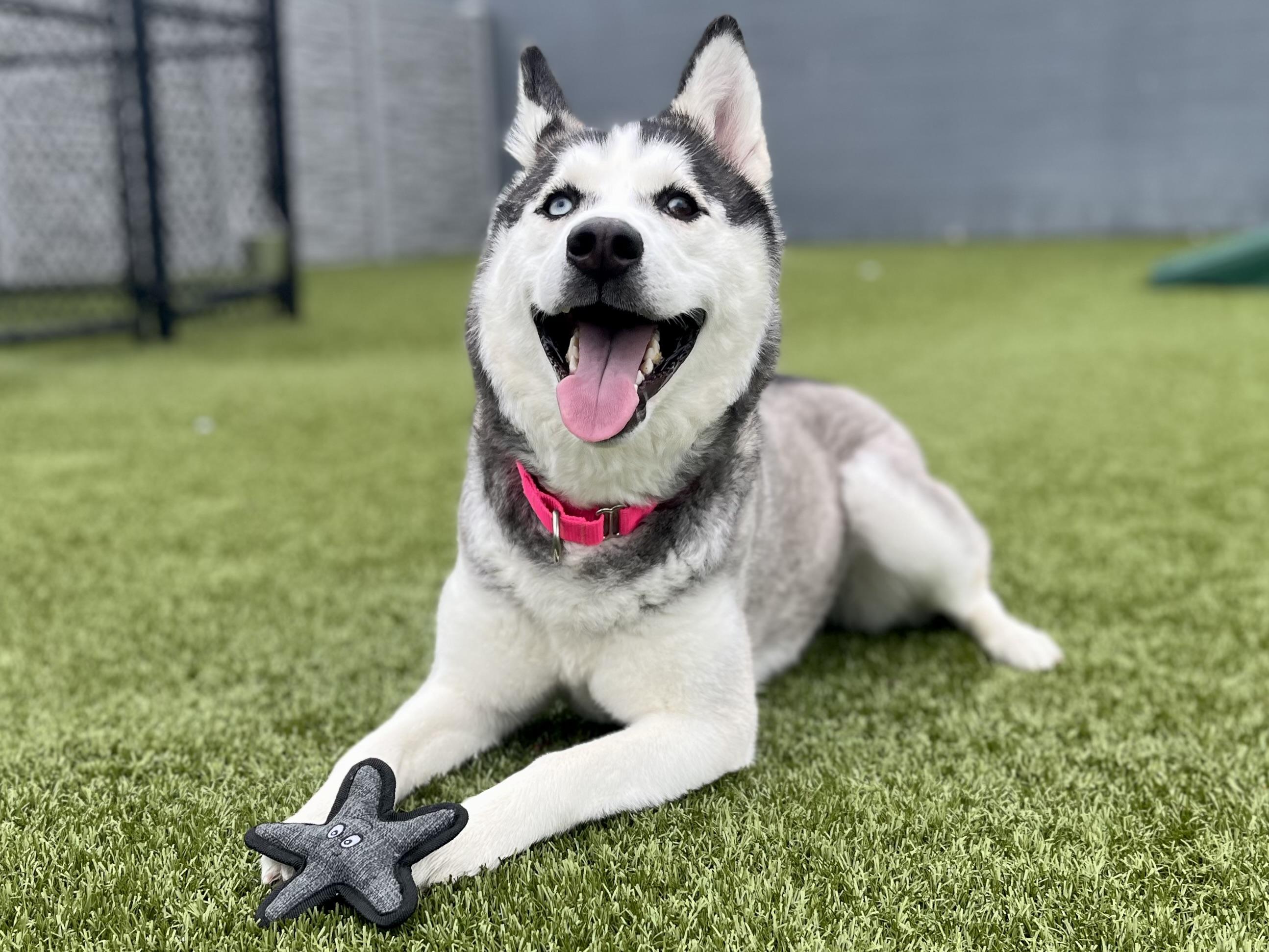 Maroon, ADOPTABLE, Adult Female Husky.