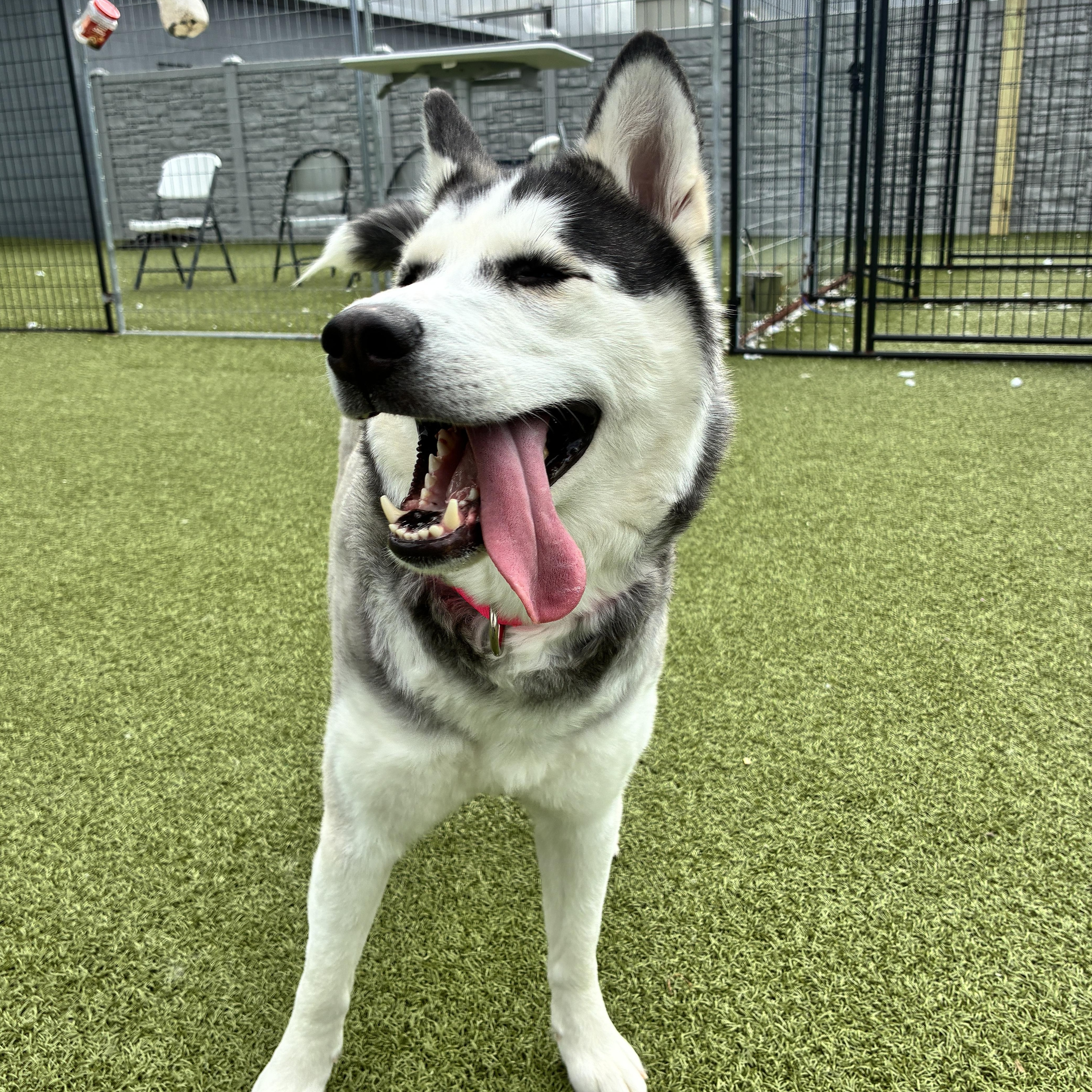 Maroon, a ADOPTABLE Husky in Columbus, OH image 5/6