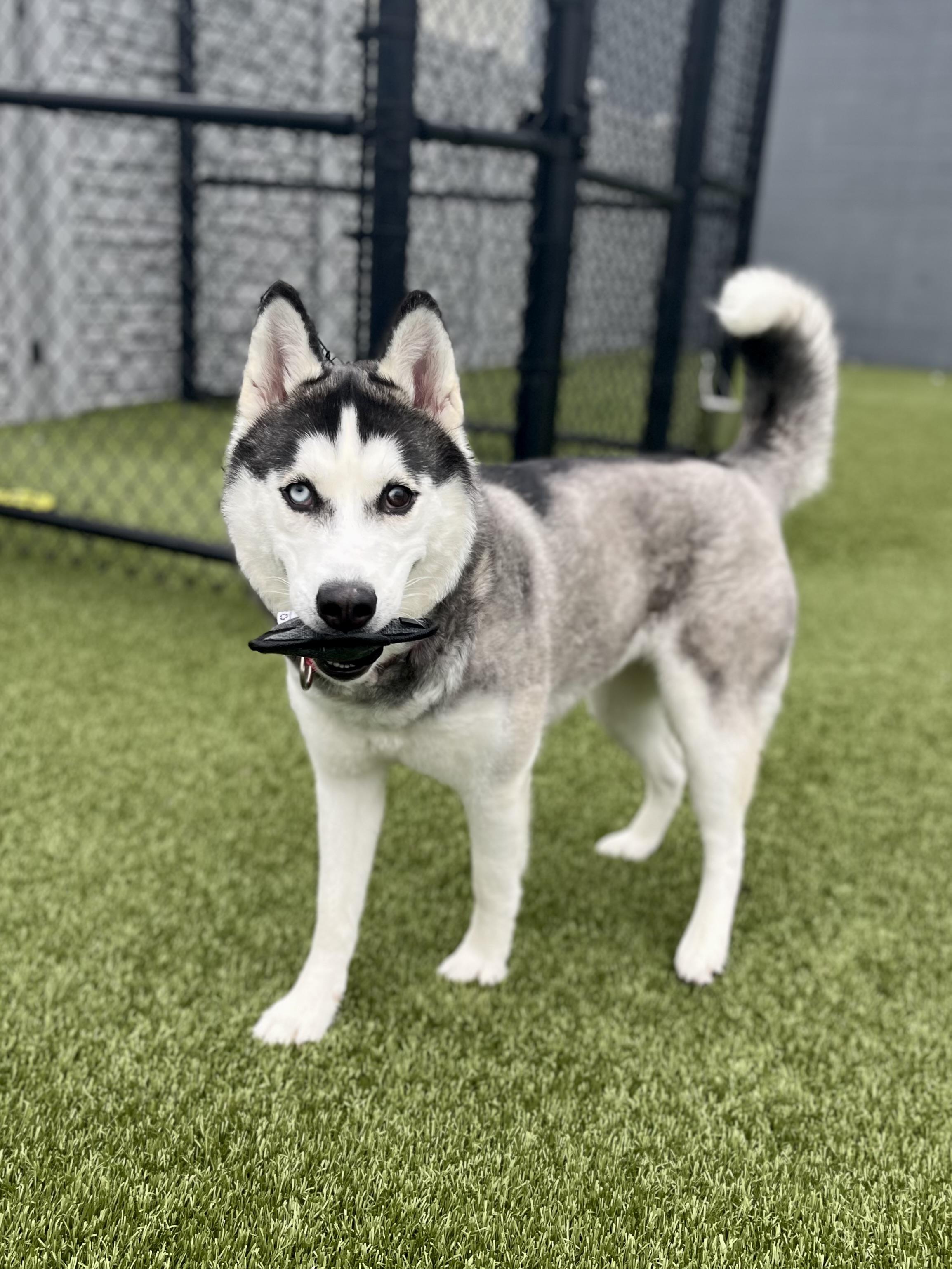 Maroon, a ADOPTABLE Husky in Columbus, OH image 4/6