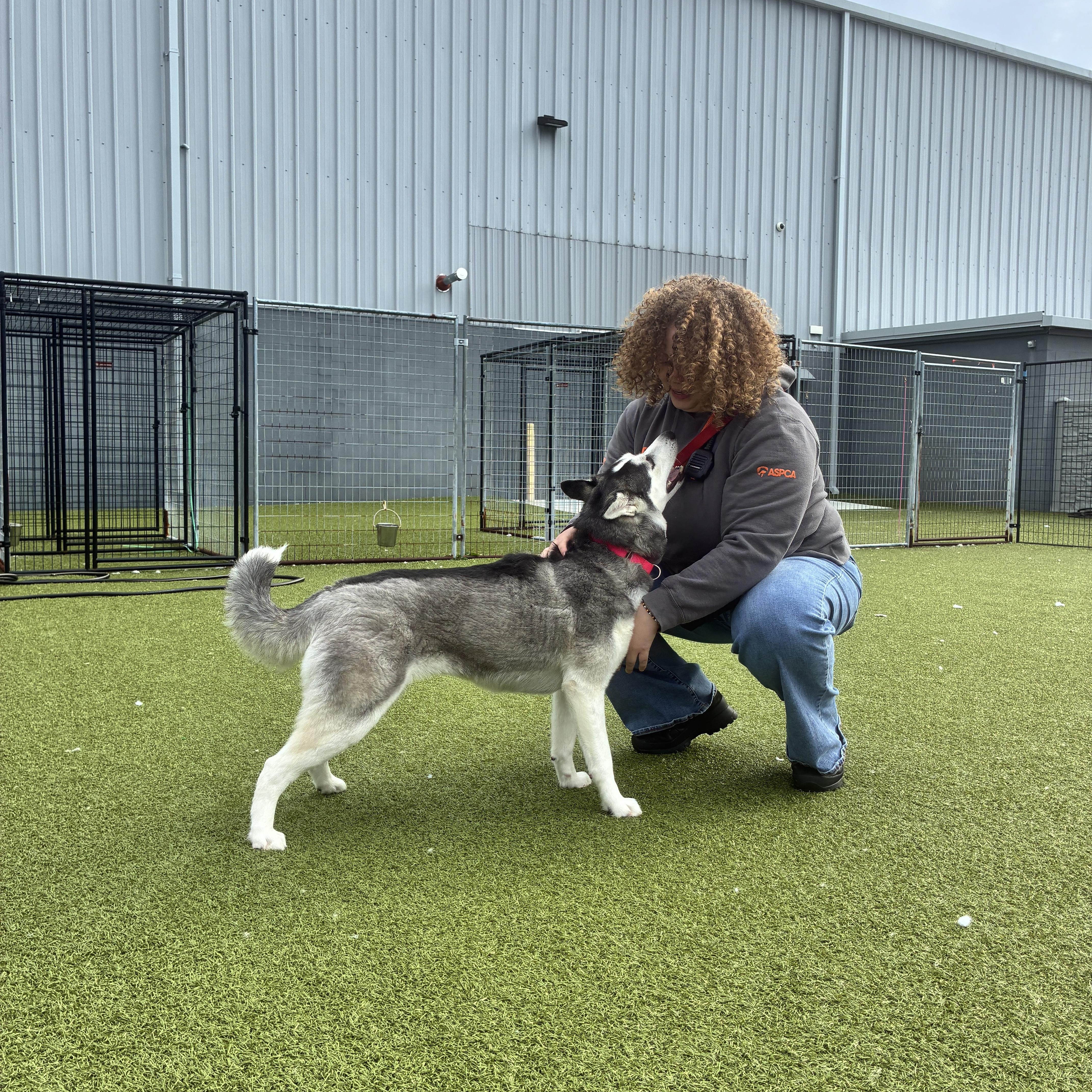 Maroon, a ADOPTABLE Husky in Columbus, OH image 3/6