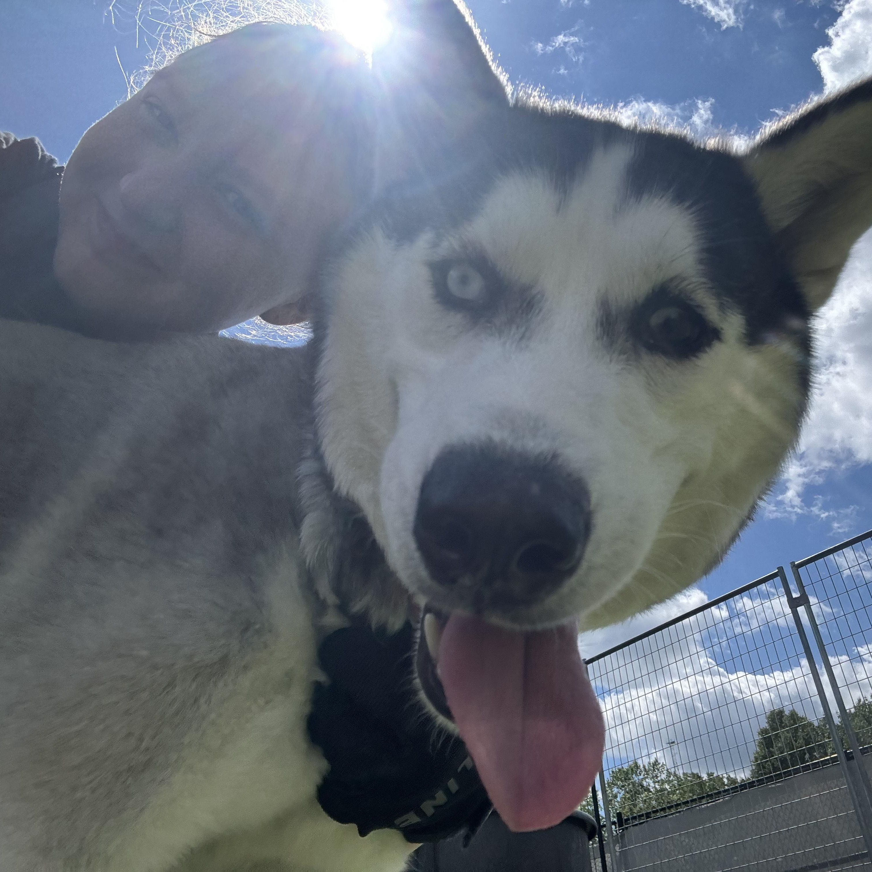 Maroon, a ADOPTABLE Husky in Columbus, OH image 2/6