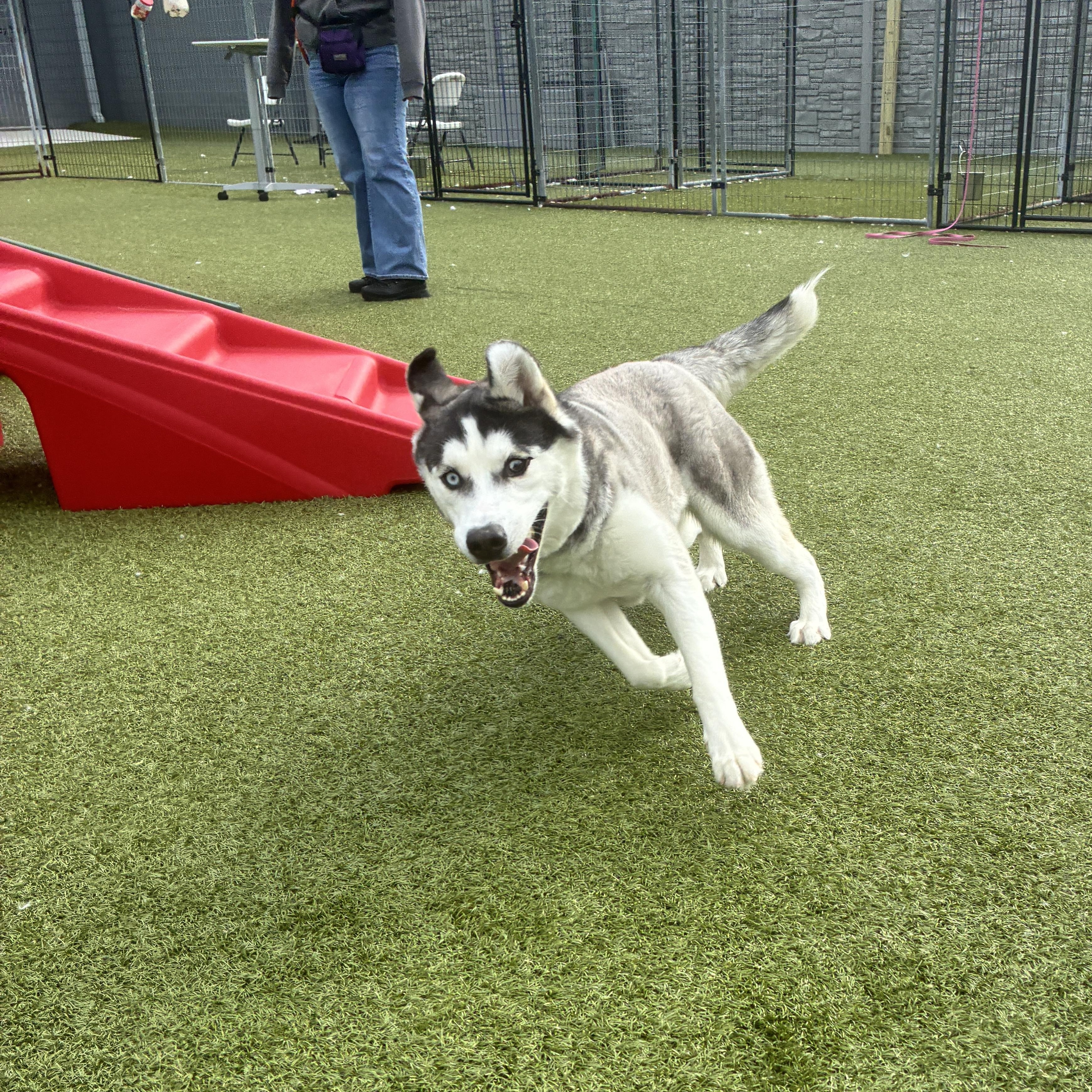 Maroon, a ADOPTABLE Husky in Columbus, OH image 6/6