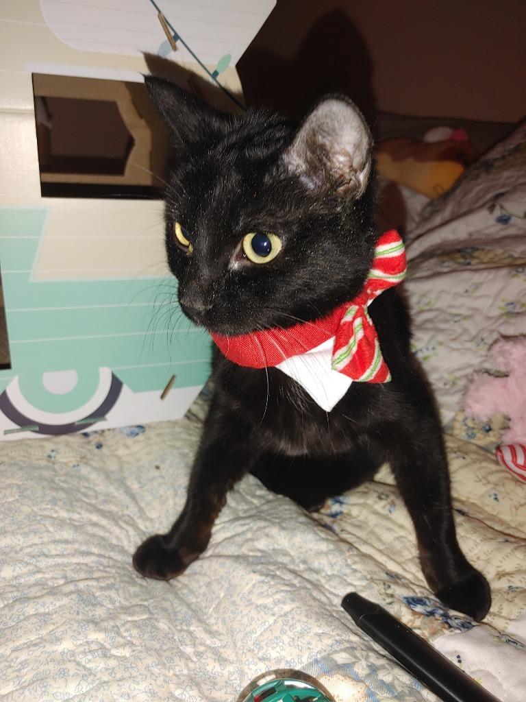 Enlarge Bootes Void, a Adoptable mixed breed in Merriam, KS image 2/2