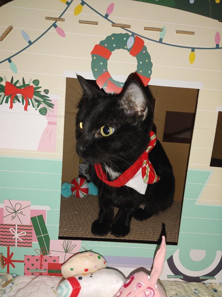 Enlarge Bootes Void, a Adoptable mixed breed in Merriam, KS image 1/2